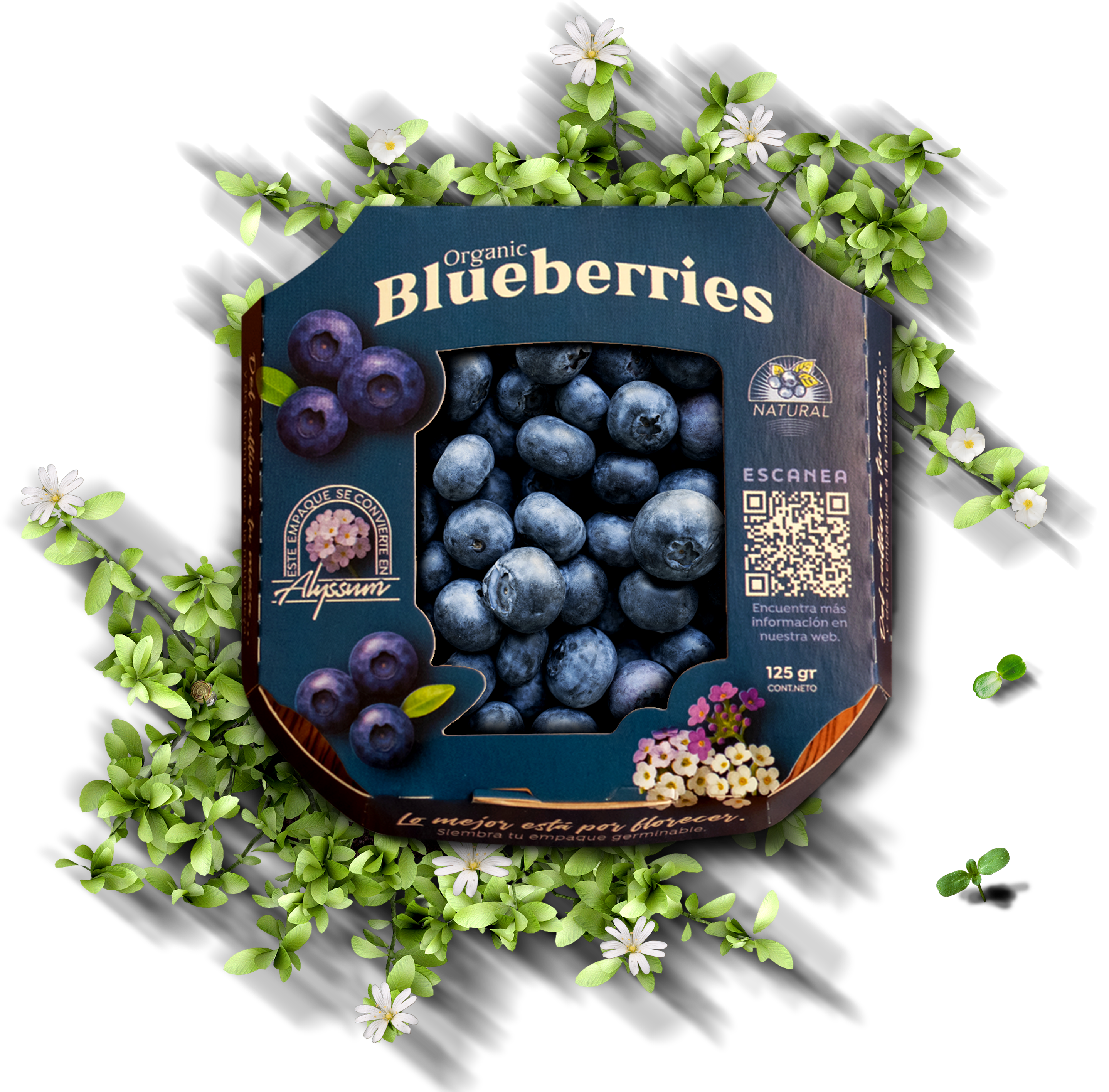 Empaque Blueberries